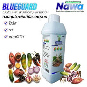 005.บลูการ์ด (Blueguard)  สารสกัดธรรมชาติ  100% สำหรับควบคุมโรคพืช  |  ฆ่าเชื้อ ยับยั้ง ป้องกันโรคพืช 3 ขั้นตอนในขวดเดียว! ☆☆☆☆☆