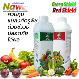 ชุดควบคุมแมลงศัตรูพืช กรีนซีลด์ (Green Shield) และ เรดซีลด์ (Red Shield) — นวัตกรรมสารสกัดสมุนไพรเข้มข้นสำหรับเกษตรกรที่รักสุขภาพพืชและสิ่งแวดล้อม!