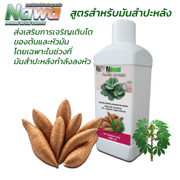 นาวา อะซอลลาสกัดเข้มข้น สูตรสำหรับมันสำปะหลัง - เพิ่มผลผลิต เพิ่มคุณภาพ เพิ่มแป้งธรรมชาติ
