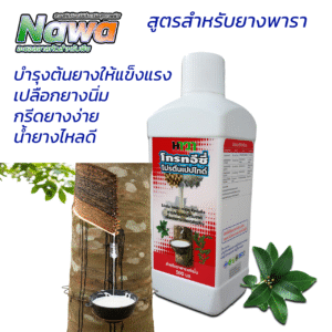 นาวา อะซอลลาสกัดเข้มข้น สูตรสำหรับยางพารา - เพิ่มผลผลิต เพิ่มกำไร เพิ่มคุณภาพ