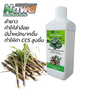 นาวา อะซอลลาสกัดเข้มข้น สูตรสำหรับอ้อย - เปลี่ยนอ้อยธรรมดาให้กลายเป็นอ้อยพรีเมียม